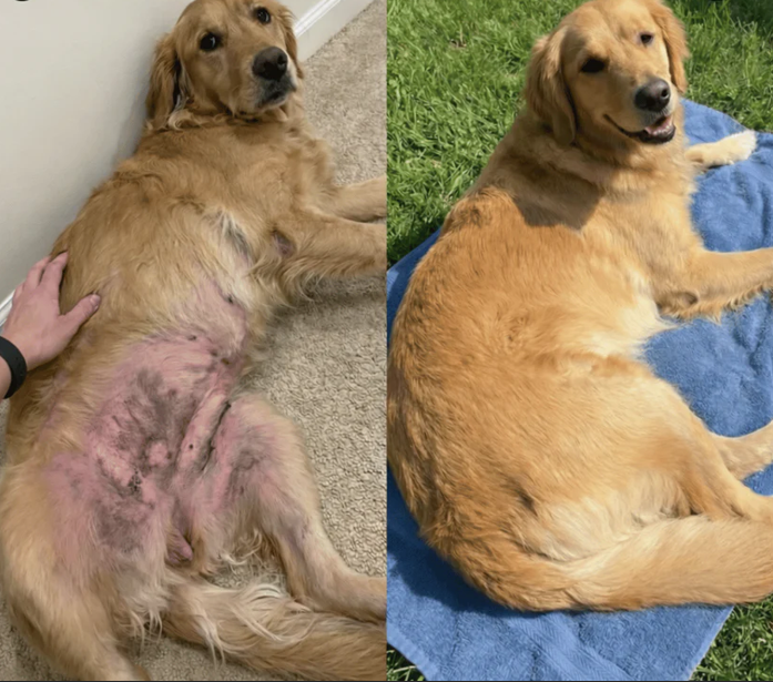 PET HEMP OIL - Elimina la picazón, hongos, mal olor e infecciones digestivas de tu mascota + Obsequio GRATIS "Guia para entender el comportamiento de tu mascota"