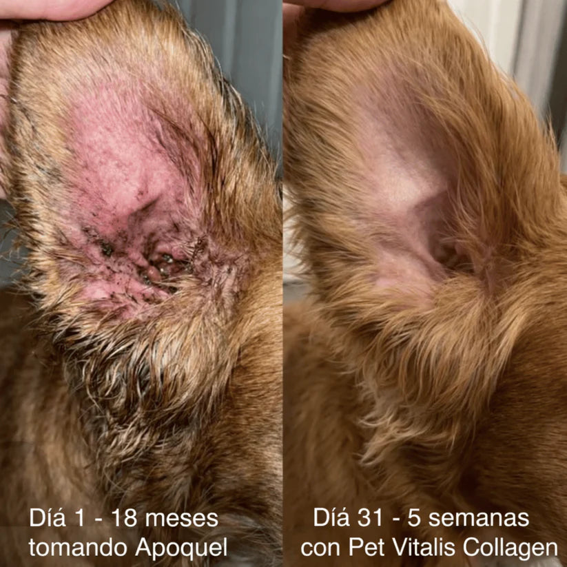 PET HEMP OIL - Elimina la picazón, hongos, mal olor e infecciones digestivas de tu mascota + Obsequio GRATIS "Guia para entender el comportamiento de tu mascota"